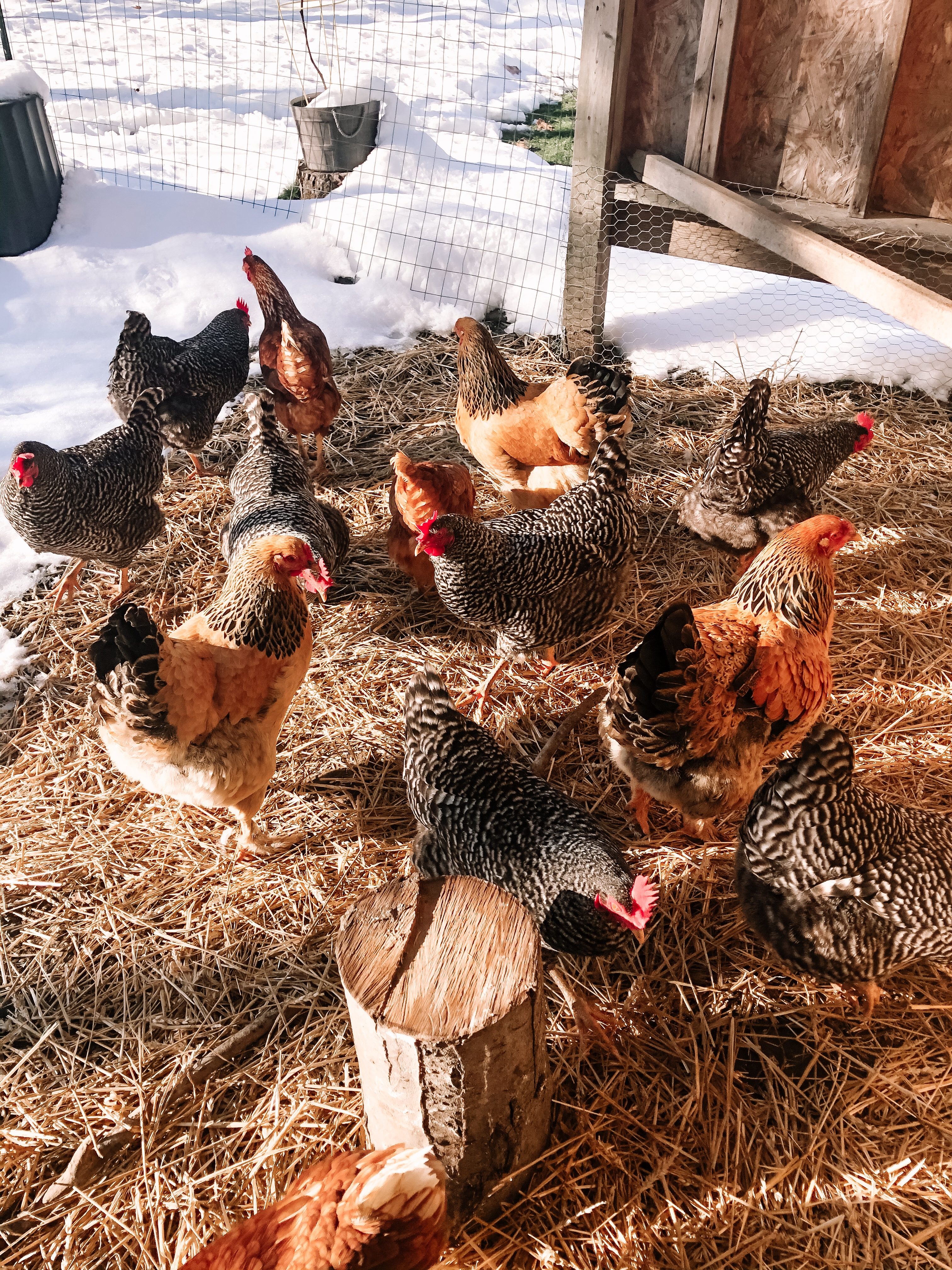 How To Keep Chickens Warm In Winter Without Electricity